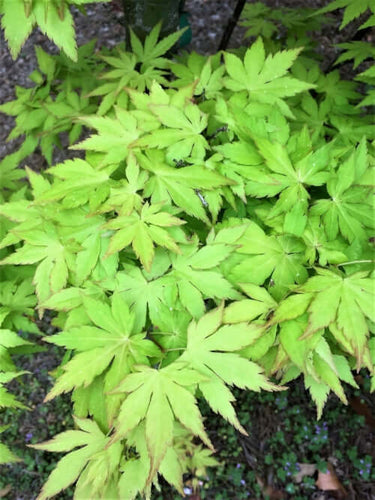 Acer palmatum 'Orange Dream' - mapleridgenursery
